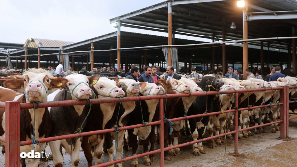 17 ilde daha hayvan pazari acilacak WcbKzITJ