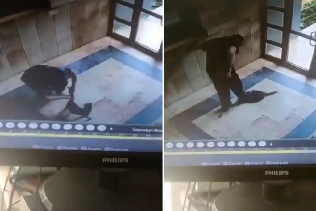 kediyi vahsice olduren caninin ifadesi ortaya cikti onu can dusmanim gibi gordum PVKgUH3C