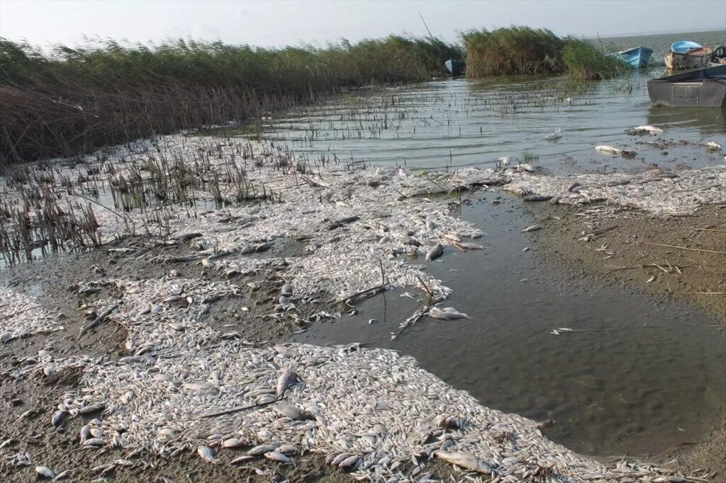 manyas golunde balik olumleri AvOnE6W1