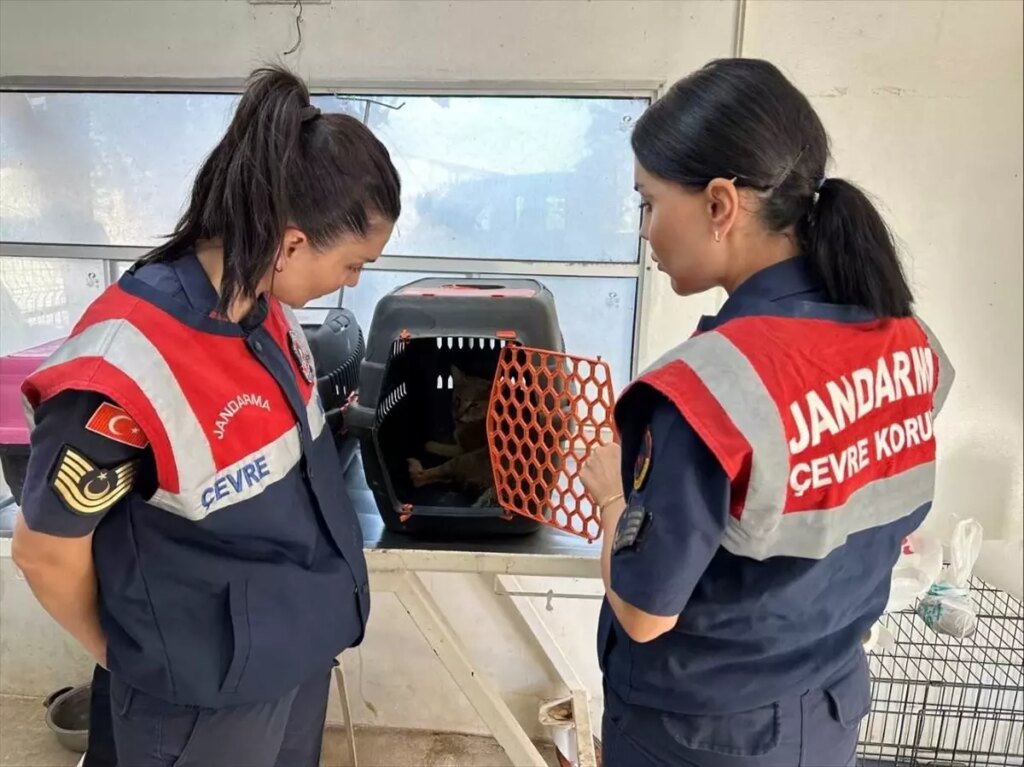 saz kedisi izmire teslim edildi KHVBnxuu