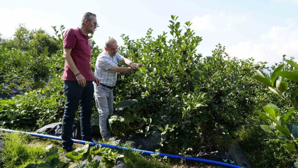 super meyve yuksek verime ulasti uhFuLYqX