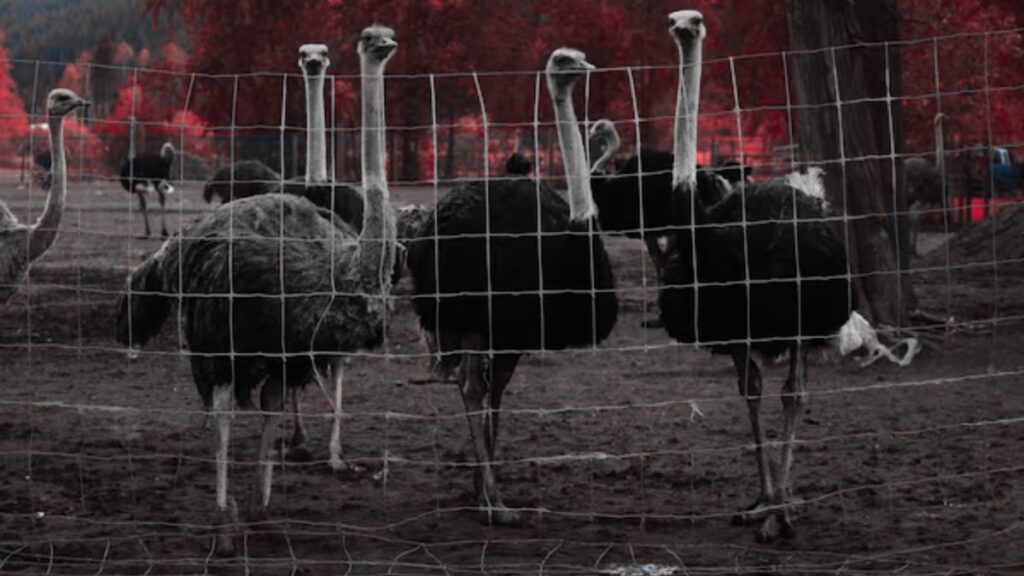 400 devekusunun itlafina iliskin davada son donemec MKTS1D1v