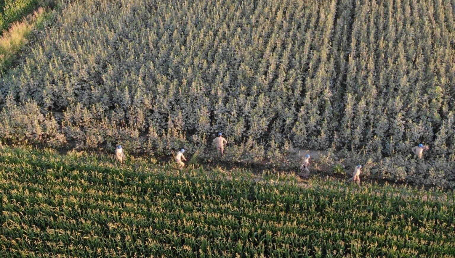 aydinda37 kok kenevir ele gecirildi sDjaFRxm