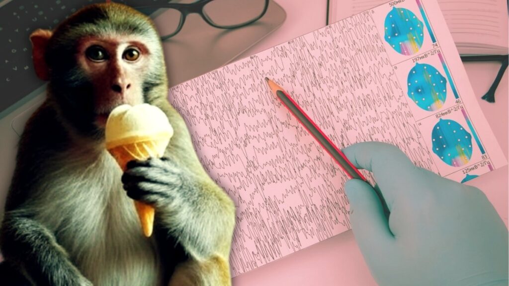 cagin vebasi 13 maymun bitirecek 10 milyon 742 bin tl odendi trneLxNG