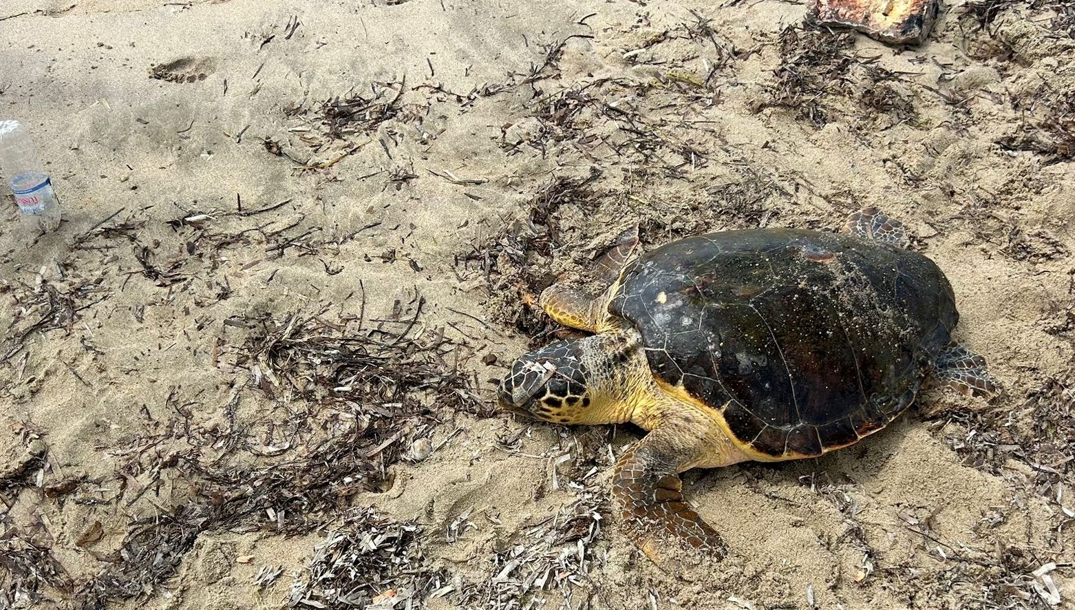 edirnede yarali bulunan caretta caretta tedaviye alindi PtMOfXI5