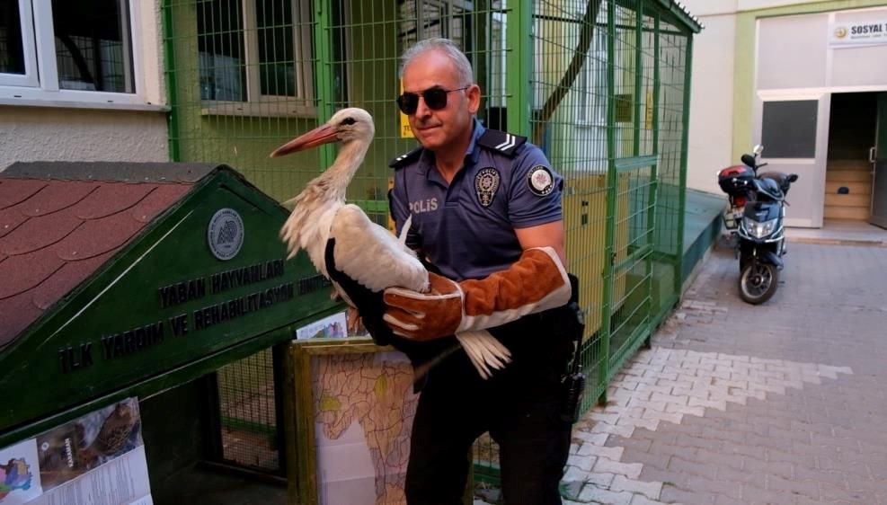 karamanda yarali leylek koruma altina alindi uhbSdlja