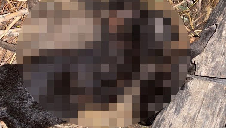 tokatta vahset uc yavru kopek bogulmus halde bulundu ZSXkRJml