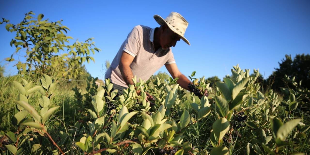 vefat eden esi hastayken bulamadigi urunun uretimine basladi tonlarcasini hasat etmeye basladi CcV3YWRG