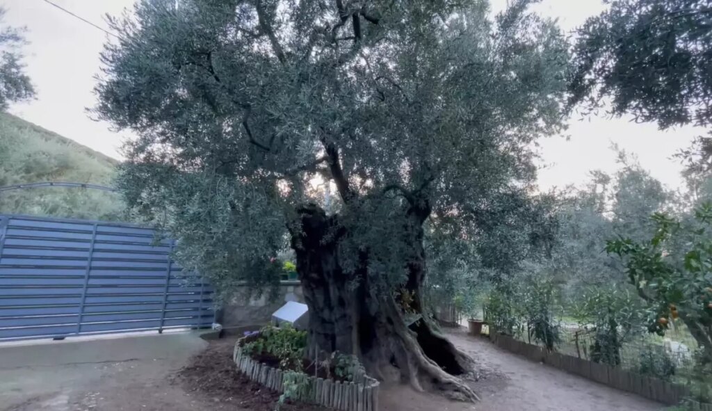 hasan malkocun 3 bin yillik zeytin agaci ile sabahlari baslayan hayati 1yT4CSyw.jpg