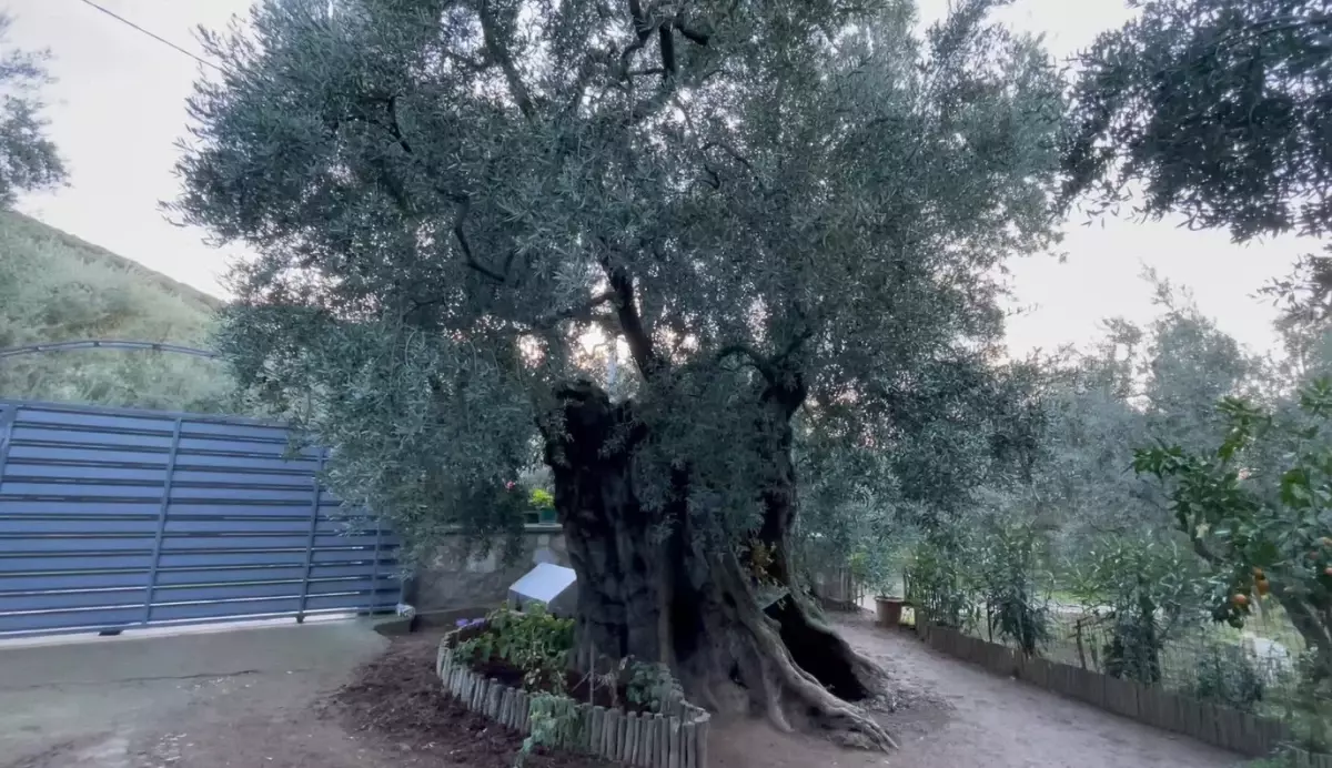 hasan malkocun 3 bin yillik zeytin agaci ile sabahlari baslayan hayati 1yT4CSyw.jpg