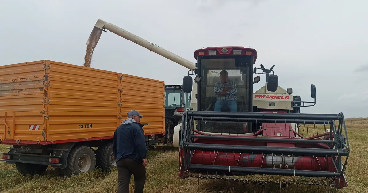 tarimda devrim dunyada ilk damlama sulama ile celtik uretimi KGOhhEOY