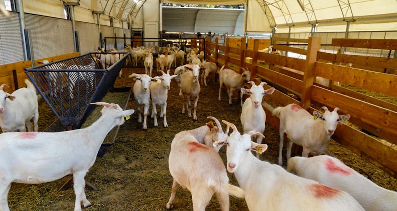 Fransa’da Şok Eden Olay: Afgan Mülteci Hayvanlara Tecavüz Etti