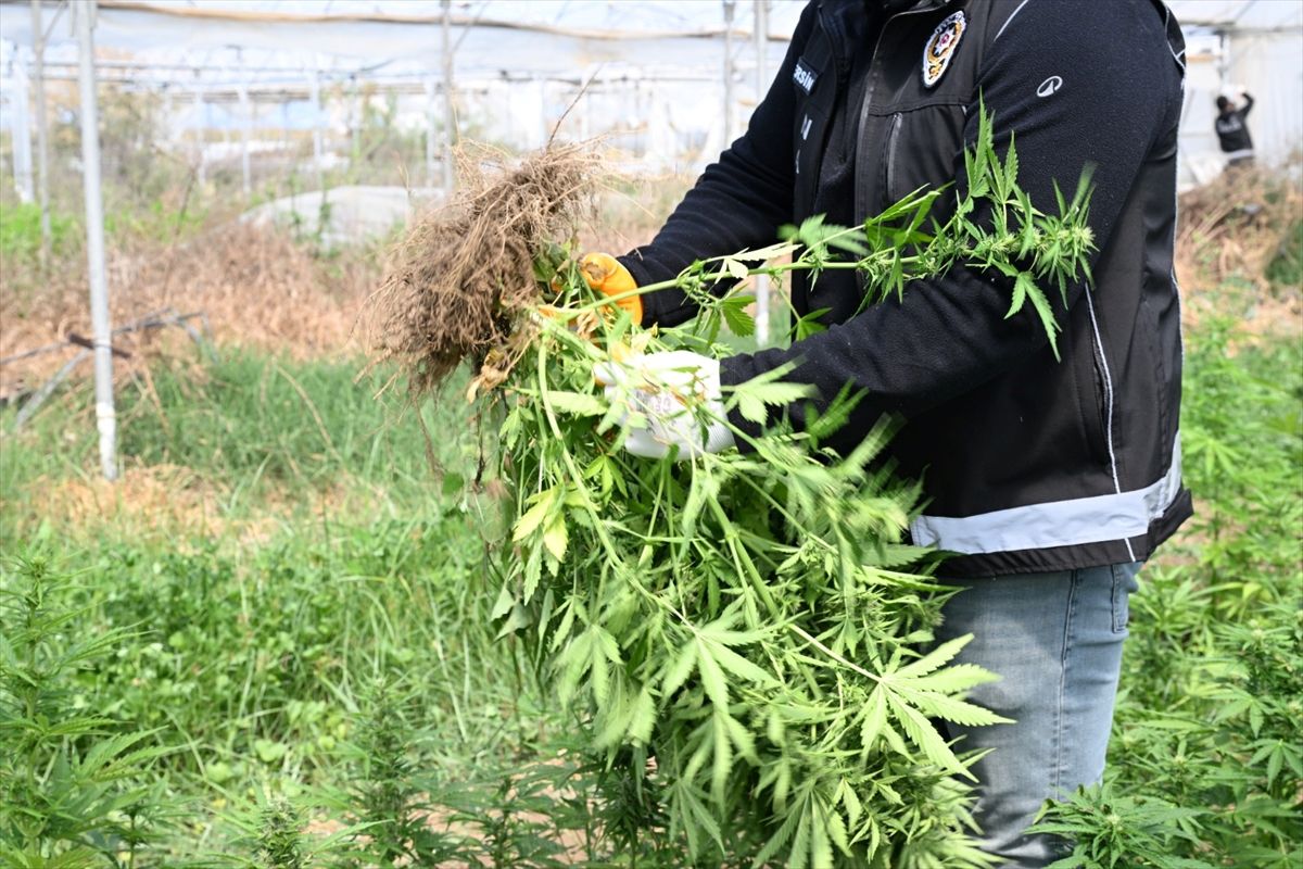 Tarsus’ta Uyuşturucu Serası Operasyonu: Üç Kişi Tutuklandı